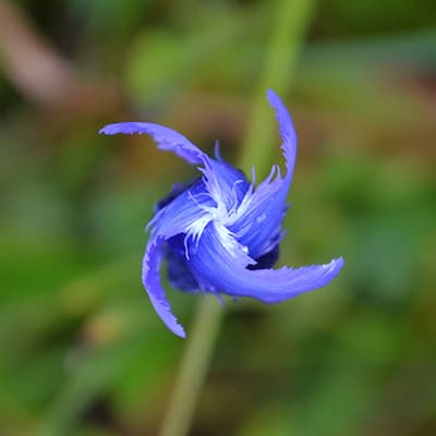 Gentiana parryi from the San Juan Mountains